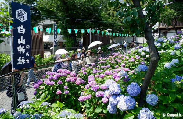 Hakusan-jinja - Les milliers d'hortensias en fleurs au nord de Tokyo