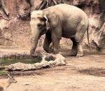 Un éléphant sauve une gazelle tombée dans un bassin du zoo