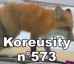 Bon weekend avec Koreusity n°573 un zap de 30 vidéos insolites