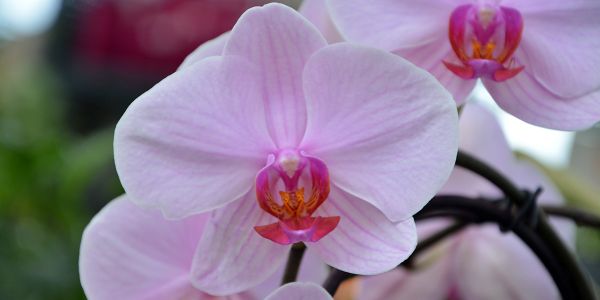Comment entretenir une orchidée qui a fini de fleurir pour la pousser à refaire des fleurs ?