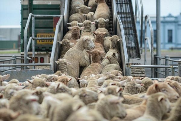 Le Maroc importe 100.000 moutons d'Australie à l'approche de l'Aïd Al-Adha