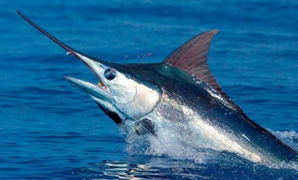 La pêche de l'espadon interdite du 1er janvier au 31 mars sur les zones de pêche tunisiennes