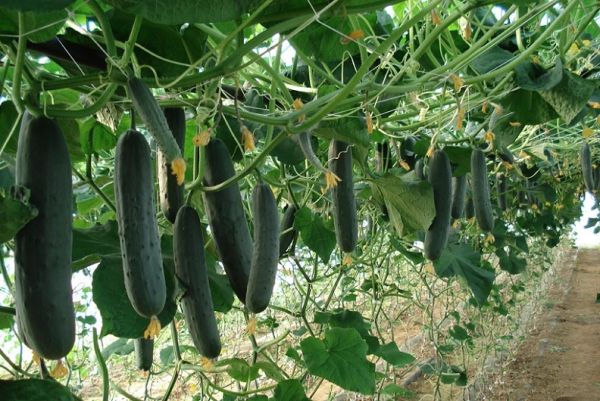 Le Maroc a couvert 80% des importations espagnoles de Concombre durant la campagne 2023-2024