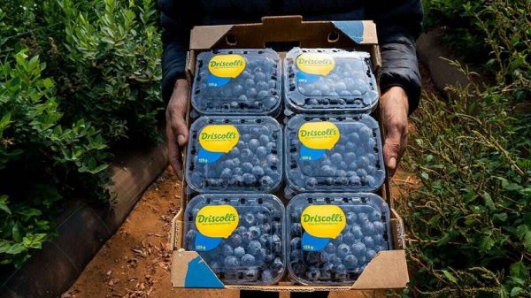 Le Maroc attend une production record de 80 000 tonnes de myrtilles pour la campagne 2024-2025