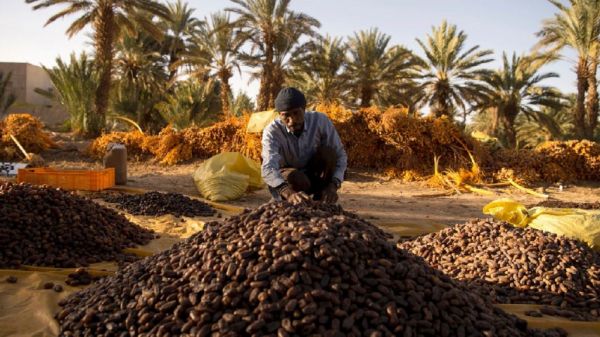 Le Maroc prévoit une production prévisionnelle 103.000 tonnes de dattes durant la campagne 2024-2025