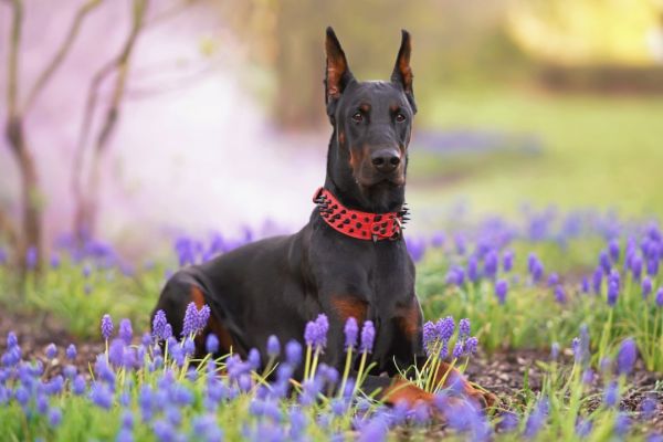 Les animaux, peuvent eux aussi être allergiques au pollen ?