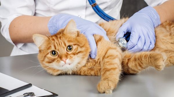 Mon chat panique chez le vétérinaire : des pratiques simples et efficaces pour apaiser sa peur