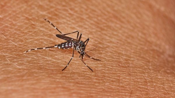 Premier cas de chikungunya en Occitanie : ce que vous devez faire pour éviter l'infection
