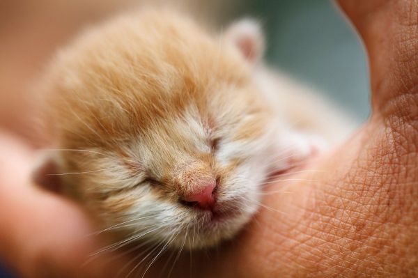 Croissance, socialisation, découverte du monde : que vit un chaton durant ses premiers mois ?