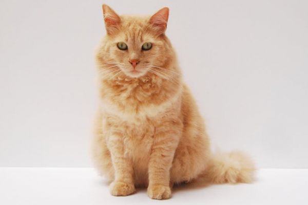 Chat stérilisé : comment contrôler son poids et préserver sa santé