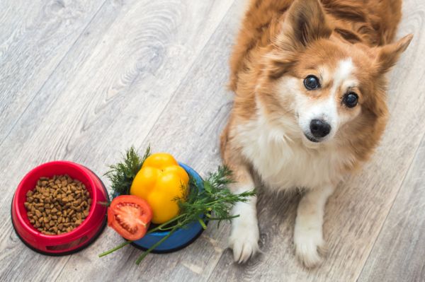 Ration ménagère : une alimentation sur mesure pour votre chien