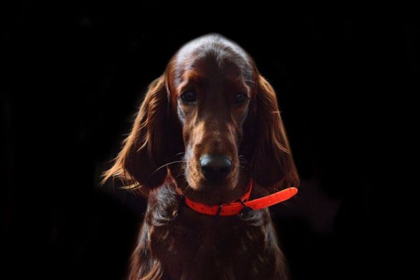 Chien volé : comment l’éviter, le protéger, se défendre ?