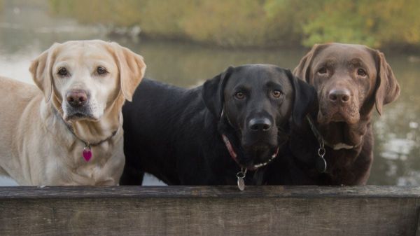 La couleur d'un chien pourrait indiquer sa durée de vie, selon une étude