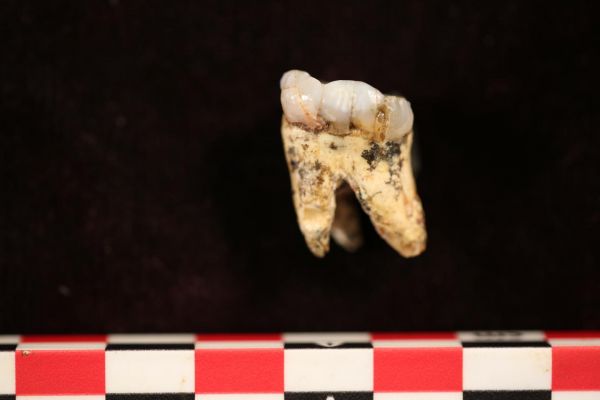 La part de la viande dans le menu d'australopithèques révélée par leurs dents