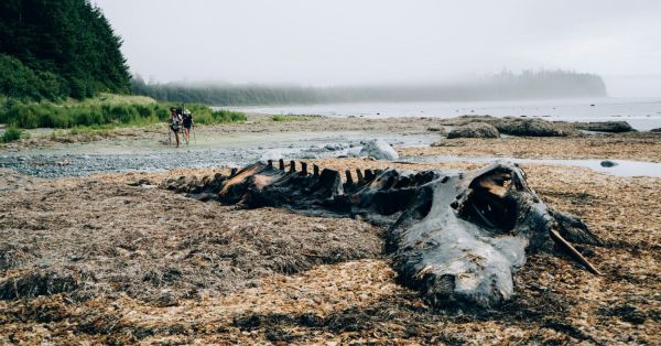2 100 études pour comprendre l'ampleur du ravage écologique