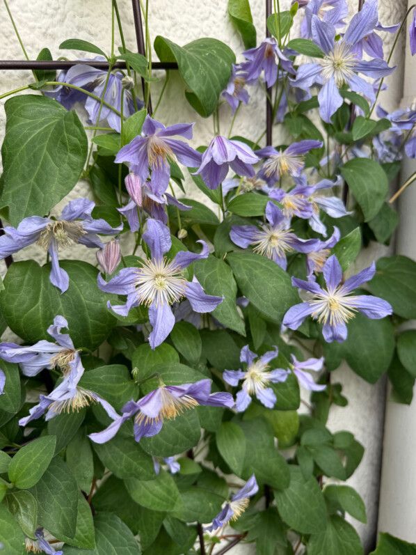 Mur de fleurs avec la clématite ‘Blue River’ sur mon balcon parisien