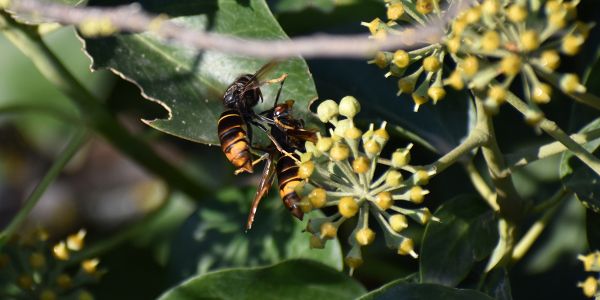 7 végétaux qui attirent les frelons asiatiques qu'il vaudrait mieux éviter au jardin !