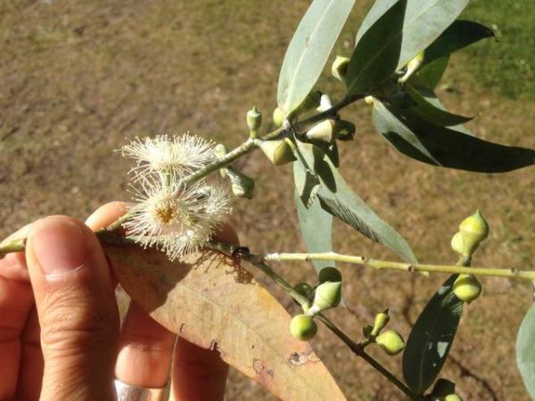 Eucalyptus : atouts santé et biodiversité