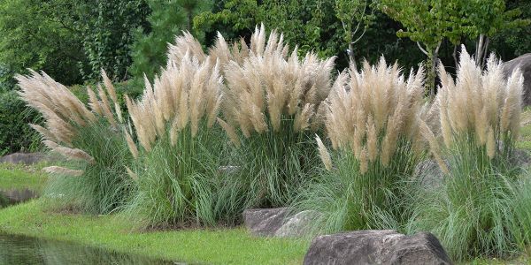 Ces 6 plantes qu'il est strictement interdit de faire pousser au jardin !