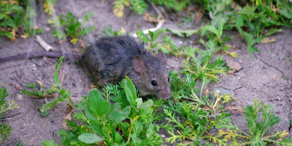 Comment se débarrasser des rats, souris et autres rongeurs à la maison ?