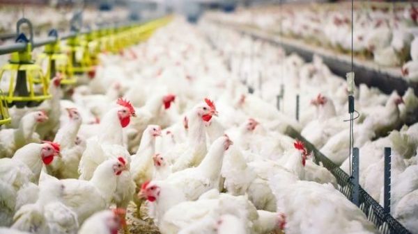 Une étude de l'Université Texas A&M prédit une baisse des taux de fertilité des poules de la filière des poulets de chair