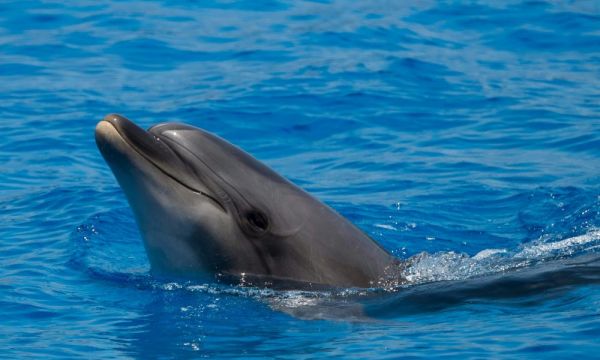 Un dauphin déprimé à l'idée de devoir encore nager avec des enfants malades
