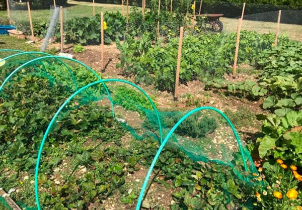 Que planter dans son potager en mai puis en juin ?