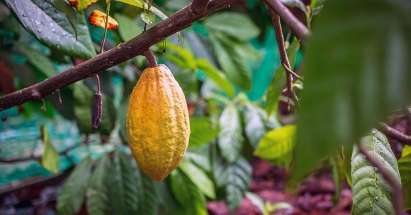 C’est le bon moment pour planter les plantes à fruits