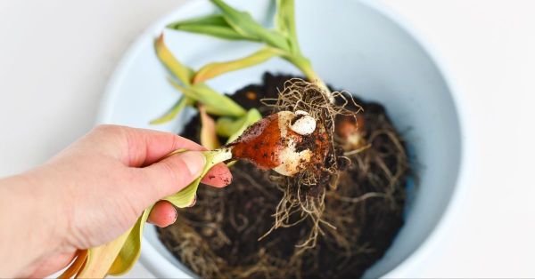 L'automne c'est la saison parfaite pour planter des bulbes à fleurs