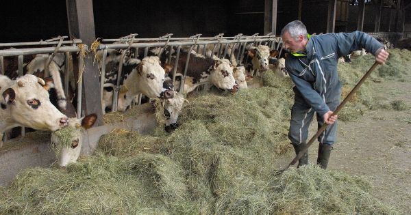 Faute de soutien, l'agriculture bio recule