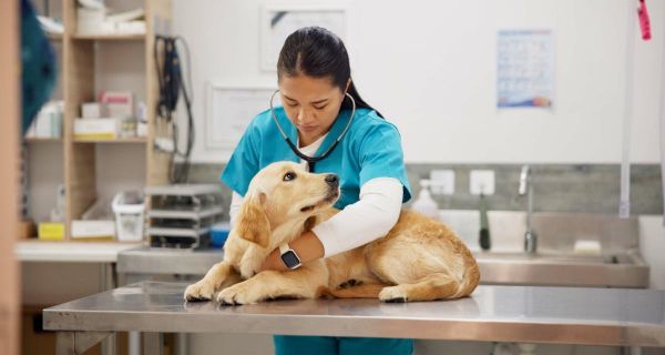 Prix mutuelle chien : coûts, comparatifs et conseils pour bien choisir