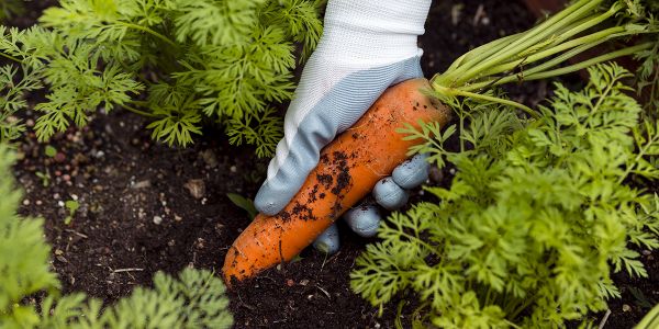 8 légendes urbaines sur le jardinage qui sont complétement fausses (mais que vous lirez sur le web !)