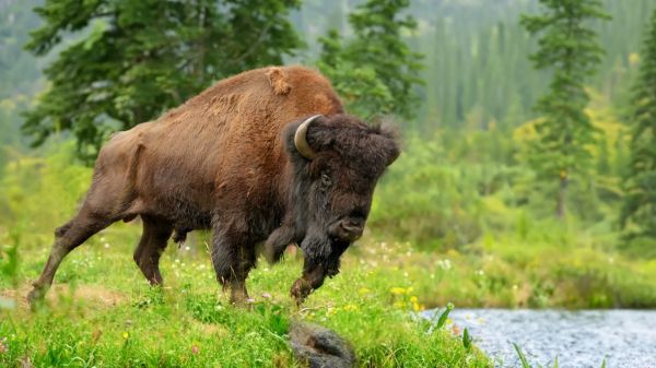 Un touriste se fait encorner par un bison après s'être approché trop près de l'animal