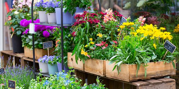 Fête des plantes à Pompadour (19)