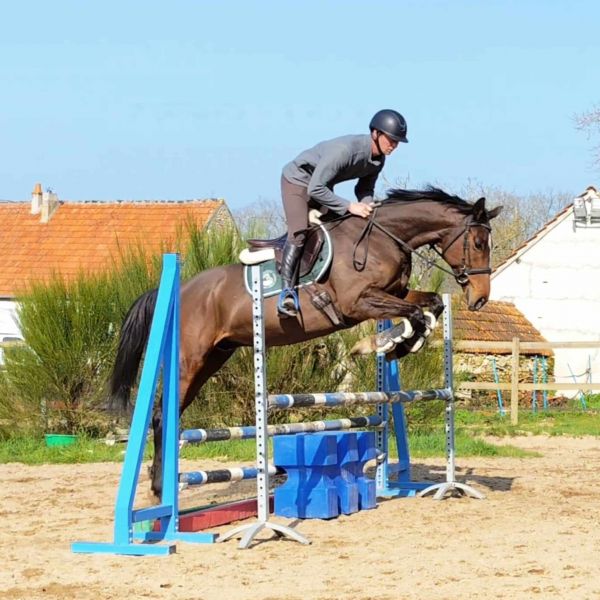 Fédération Française de la Reconversion, notre mission : offrir une nouvelle vie aux chevaux de course