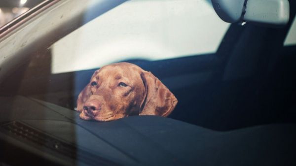 Que faire si vous voyez un chien enfermé dans une voiture en été ?