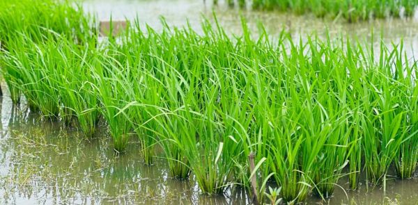 Comment ce virus du riz a conquis toute l'Afrique