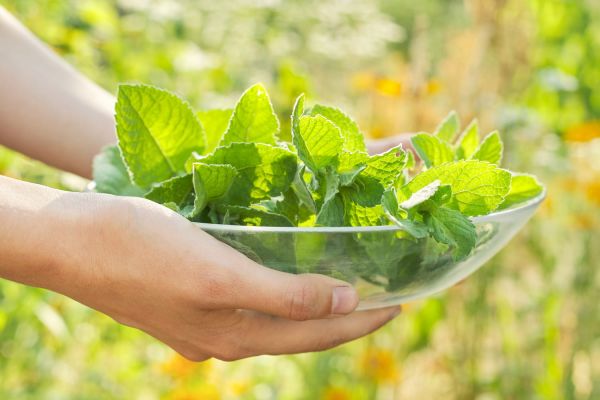 Rafraîchissante, cette plante du jardin donne un "coup de frais" immédiat