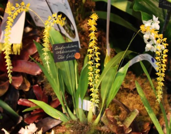 Orchidées : le genre Dendrochilum
