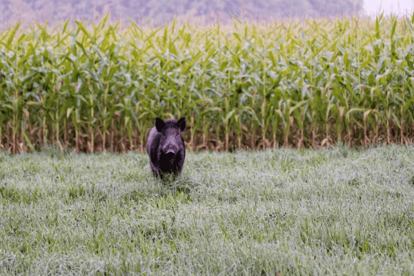 Chasse au sanglier : le Conseil d'État valide les grandes lignes du plan gouvernemental