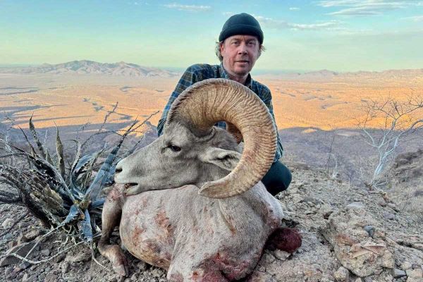 Mexique, Basse-Californie, Texas : le défi des 3 mouflons légendaires pour un chasseur français