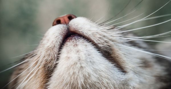 La fatigue des moustaches chez les chats : un mal invisible mais réel