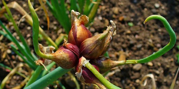 9 légumes perpétuels que vous planterez une fois pour des récoltes permanentes !