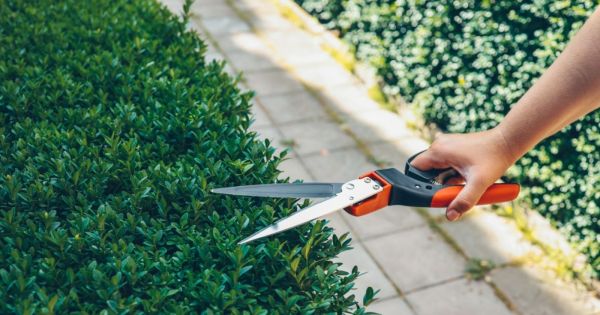 Comment avoir un beau buis dans son jardin
