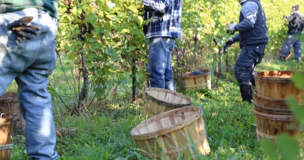 Vendange en Champagne : de la prison ferme requise dans le procès pour traite d'êtres humains