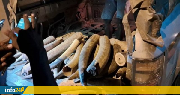 Trafic international d'ivoire : Un braconnier récidiviste renvoyé devant la justice gabonaise le 27 juin