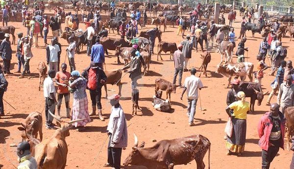 Région Centre/Marché à bétail de Gitega : Des prix en chute libre