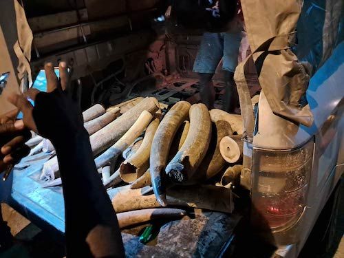 Ibrahim Ngangni à la barre le 27 juin 2025 pour trafic international d'ivoire du Gabon vers le Cameroun