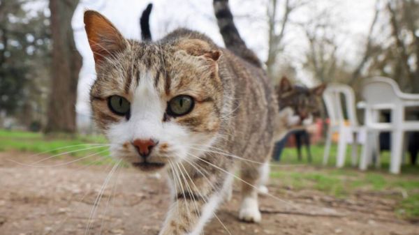 Info La Provence : le conseiller municipal délégué à la biodiversité de Jouques déféré devant le procureur pour sévices graves sur animaux