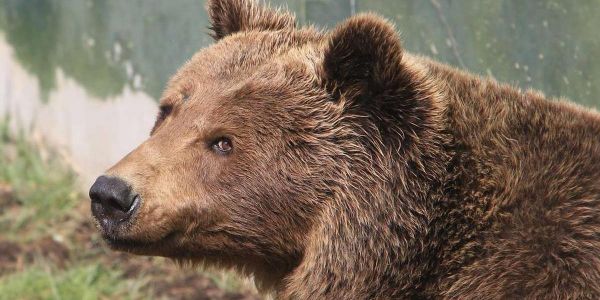 Un ours enfin libre, il vivait avec un couvercle de baril coincé autour du cou depuis deux ans